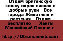 Отдам британскую кошку окрас вискас в добрые руки - Все города Животные и растения » Отдам бесплатно   . Ханты-Мансийский,Покачи г.